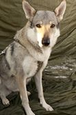 Tschechoslowakische(r) Wolfhund(e) Ylva (Bayana) am 31.12.2011 