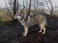 Tschechoslowakische(r) Wolfhund(e) Dajak (Dunbar) am 24.01.2012 