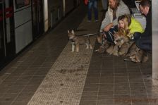Welpen F-Wurf am 08.01.2014
