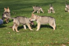Welpen F-Wurf am 12.01.2014